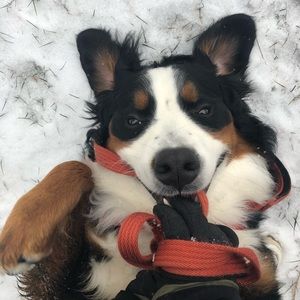 Meet your Posher, Nick